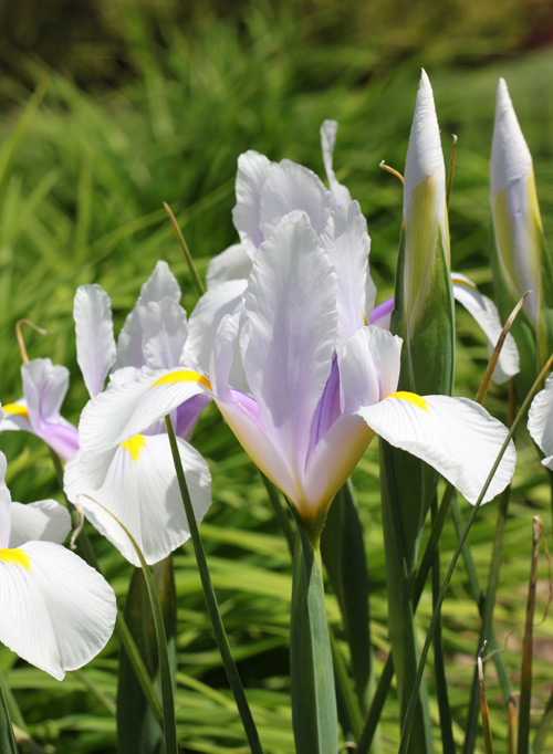siberian iris holland bulb farms