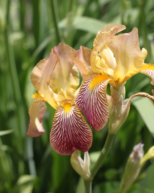 bearded iris holland bulb farms